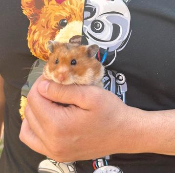 Goudehamster beschikbaar voor biedingen