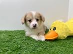 Nestje Welsh Corgi pups