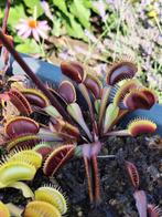 Zaden dionaea muscipula Red Dragon, Ophalen of Verzenden