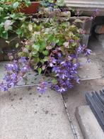 Plante de jardin vivace, Ophalen