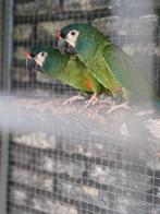 Broedkoppel ara maracana, Dieren en Toebehoren, Meerdere dieren, Papegaai
