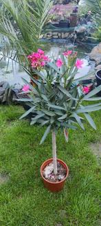Plante Laurier rose - Nerium oleander sur tige., Annuelle, Plein soleil, Printemps, Enlèvement