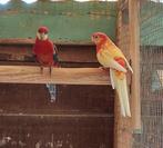 Stanley Rosella Koppel, Dieren en Toebehoren, Vogels | Parkieten en Papegaaien, Meerdere dieren, Parkiet, Geringd