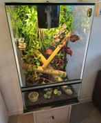 Madagascargekko met terrarium, Dieren en Toebehoren, Ophalen, Zo goed als nieuw