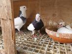 Mooie koppel iranees hoogvlieger (50 € per stuk), Dieren en Toebehoren, Vogels | Duiven