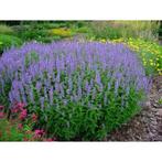 Agastache 'Bleu fortune' of Dropplant, Tuin en Terras, Ophalen, Vaste plant