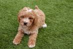 Prachtige maltipoo pup (abrikoos), Dieren en Toebehoren, Honden | Chihuahua's en Gezelschapshonden, België, Overige rassen, CDV (hondenziekte)