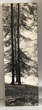 Langwerpige zwartwit foto op spaanplaat – bomenlandschap, Foto of Poster, Minder dan 50 cm, Gebruikt, Ophalen of Verzenden