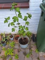 Sneeuwbal - tuinplant in pot, Tuin en Terras, Ophalen
