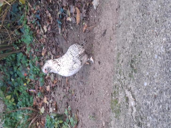 Gratis grubbe en antwerpse baardkrielen, Dieren en Toebehoren, Pluimvee