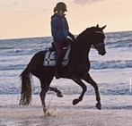 11 jarige zwarte ruin, Hongre