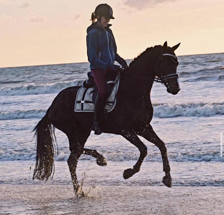 11 jarige zwarte ruin, Dieren en Toebehoren, Paarden, Ruin