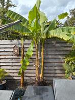 Bananenboom winterharde, Tuin en Terras, Overige soorten, Lente, 250 tot 400 cm, Ophalen