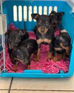 Nieuwe bench maat pincher pinscher puppy, Dieren en Toebehoren, Hondenbenches, Ophalen of Verzenden, Nieuw