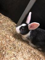 baby konijn, Animaux & Accessoires, Lapins, Petit, Femelle, 0 à 2 ans