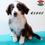 Miniature American Shepherd met alerte uitstralingte koop, Dieren en Toebehoren, Honden | Herdershonden en Veedrijvers, 15 weken tot 1 jaar
