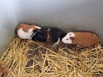 Vrouwelijke cavia's, Dieren en Toebehoren, Knaagdieren, Vrouwelijk, Cavia