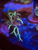 Geel groene hystrix histrix, Dieren en Toebehoren, Vissen | Aquariumvissen, Overige typen, Zoutwatervis