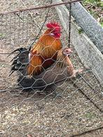 Koppel krieltjes, Dieren en Toebehoren, Pluimvee