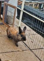 Rammelaar te koop, Dieren en Toebehoren, Mannelijk, Middelgroot, 0 tot 2 jaar