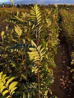 Lijsterbes Sorbus aucuparia, Jardin & Terrasse, Plantes | Arbustes & Haies, Enlèvement