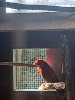 Vrouwtje edelpapegaai 2025, Femelle, Perroquet, Bagué