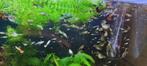 Dumbo ears guppies