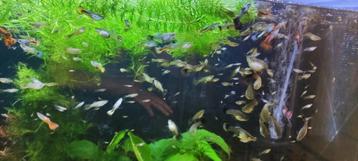 Dumbo ears guppies  beschikbaar voor biedingen