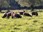 Soay schapen, Dieren en Toebehoren, Schapen, Geiten en Varkens, Meerdere dieren, Schaap, 0 tot 2 jaar