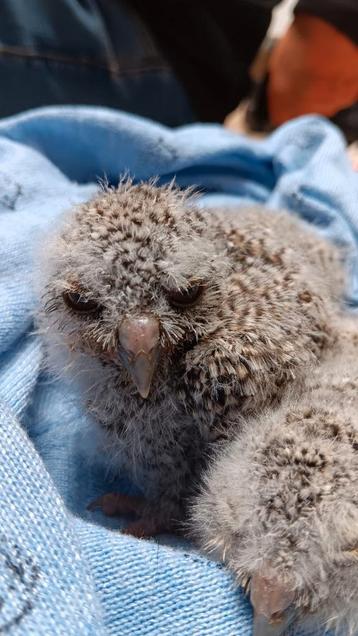 5 Otus Choliba kuikens
 beschikbaar voor biedingen