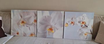 Ikea set van 3 frames (witte orchideeën) beschikbaar voor biedingen