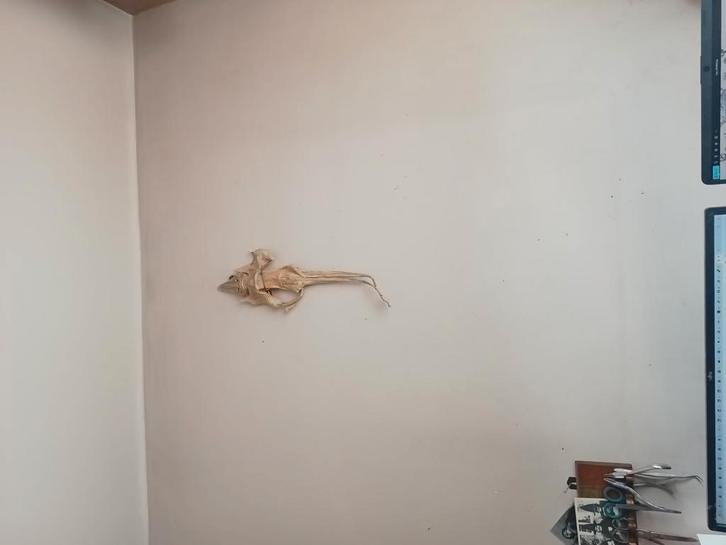 taxidermie, Antiek en Kunst, Antiek | Overige Antiek, Ophalen of Verzenden