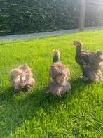 Jonge brahma zalm en blauwe patrijs kleur, Plusieurs animaux, Poule ou poulet