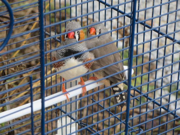 Mandarijnpaar met of zonder kooi, Dieren en Toebehoren, Vogels | Overige Vogels