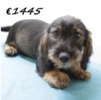 Teckel - Schattige ruwharige pups te koop, Dieren en Toebehoren, Honden | Teckels en Dashonden, 15 weken tot 1 jaar, Buitenland