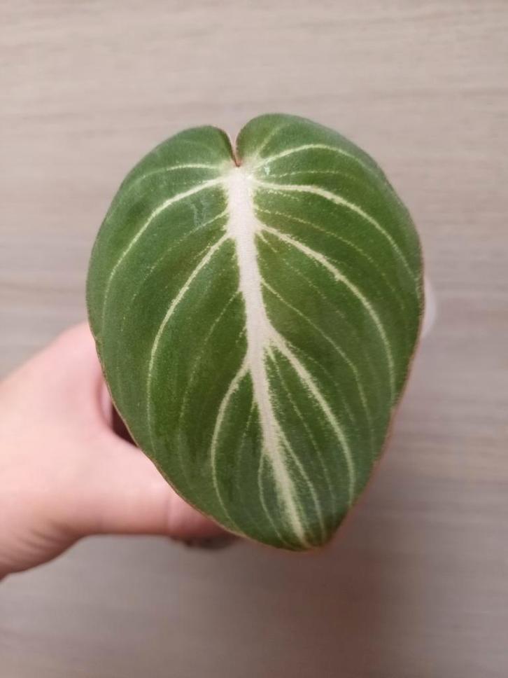 Philodendron gloriosum 'zebra', Huis en Inrichting, Kamerplanten, Ophalen of Verzenden