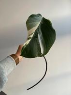 Monstera variegata stek 3, Ophalen