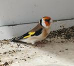 Grote distelvinken / major putters 2025, Dieren en Toebehoren, Vogels | Overige Vogels