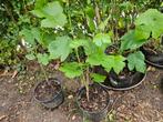 Druivelaar Boskoop Glory, blauw., Tuin en Terras, Ophalen
