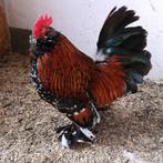Ukkelse Baardkrielhaantjes, Dieren en Toebehoren, Pluimvee, Mannelijk, Kip