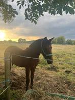 Merrieveulen met super mooie gangen, Dieren en Toebehoren, Pony's, 0 tot 2 jaar, Onbeleerd, Recreatiepony, Merrie