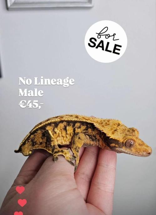 1.0 Schattige wimpergekko man, Dieren en Toebehoren, Reptielen en Amfibieën, Hagedis, 0 tot 2 jaar, Tam