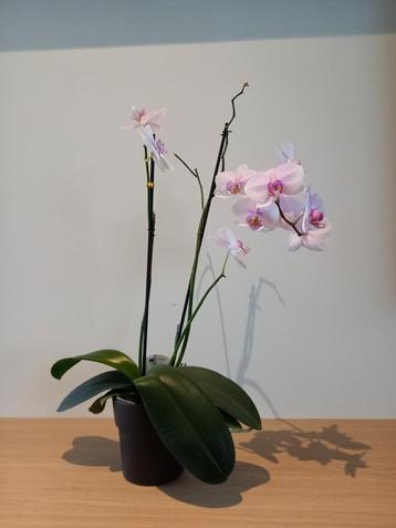 orchidee 60 cm