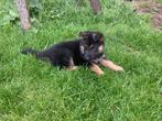 Duitse herder pups, België, Fokker | Hobbymatig, 8 tot 15 weken, CDV (hondenziekte)