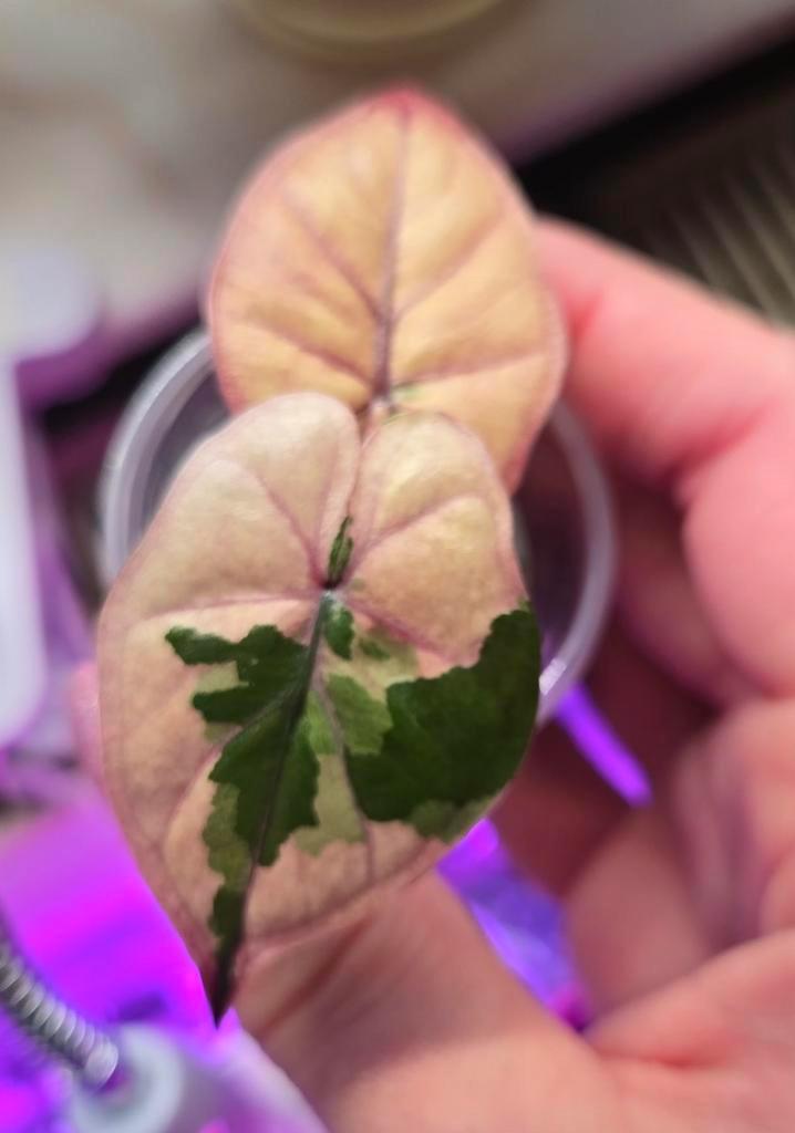 Alocasia Serendipity Pink Variegata, Huis en Inrichting, Kamerplanten, Ophalen of Verzenden