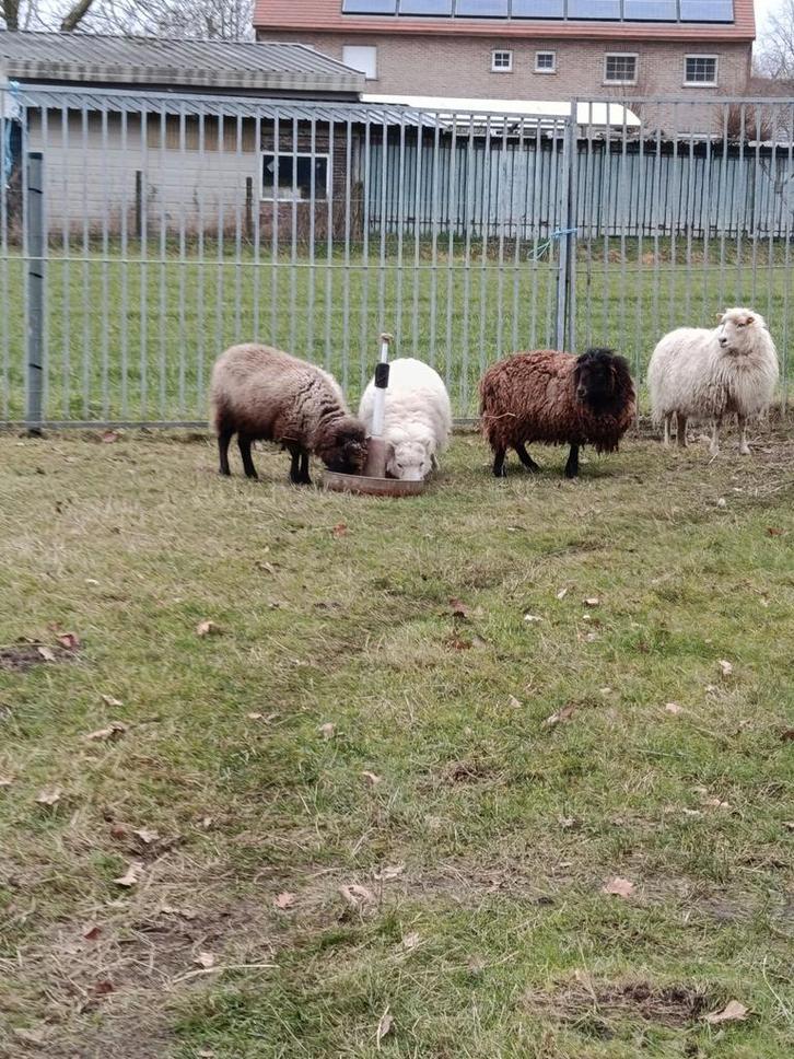 Moutons Quessant (brebis), Animaux & Accessoires, Moutons, Chèvres & Cochons