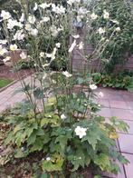 Grote planten witte anemonen, Tuin en Terras, Planten | Tuinplanten, Ophalen
