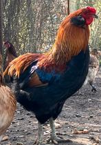 Araucana haan patrijs 2024, Dieren en Toebehoren, Pluimvee