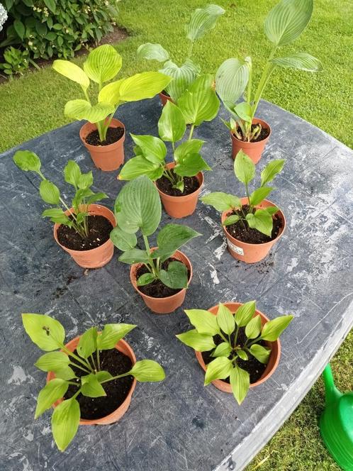 Hosta in soorten, Tuin en Terras, Planten | Tuinplanten, Halfschaduw, Ophalen