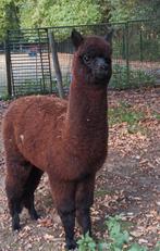 Alpaca veulen te koop, Dieren en Toebehoren, Runderen, Vrouwelijk, 0 tot 2 jaar